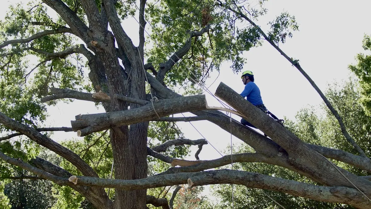 Professional Crown Thinning performed by certified arborists in Hilmar